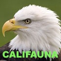 Califauna : Explore ~ Create ~ Act!