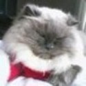 Persian Cat site : owner of 6 Persian Cats