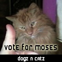 DogzNCatz : 