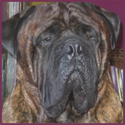 Fuzzy Logic : The Sacred Paws Blog