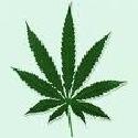 Marijuana : Learn the truth.