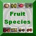 Fruit Species : fruit food nuts spices health fitness vitamins eat dessert salad recipes vegetables vegetatrian fruitarian fruity raw cooking eat eating dinning