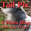 Tail Pix : Photo Blog, dogs and more!