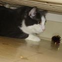 Cat-Scratchings : All about cats!