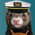 Cruise Ferret : 
