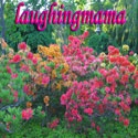 laughingmama : 