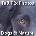 Tail Pix : Photo Blog, dogs and more!