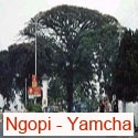 Ngopi - Yamcha : 