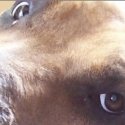 Doglio! : Doggy bling reviewed