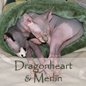 Chat Aux Sphynx : Learn about Sphynx (hairless cats)