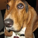 One Foxy Hound : The daily happenings of a Princess Basset Hound.