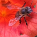 Lightening's Garden : How close can an ex-city chick get to self sufficiency?