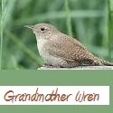 Grandmother Wren : 