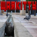 Warkitty : Where felines and bacon abound