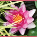 Blooming Lily : Where Style is always Blooming