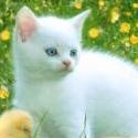 cat happy me  : see me