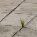 The Urban Recluse : 