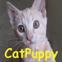 CatPuppy : The Furriest Spot On The Net