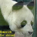 Homesick For Abroad : Hong Kong, Vietnam, Philippines, Sri Lanka