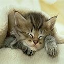 All Cute Cats : 
