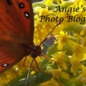 Angie's Photo Blog : 