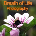 Breath of Life Photography : 