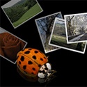 beetle's photos : 