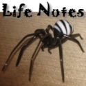 Lone Spider : Life Notes of a Single Mom