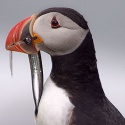The Icelanic Puffin : Everything you could want to know about travelling to iceland