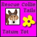 Tatum Tot Spice : A smooth sable collie girl with a lot to say!