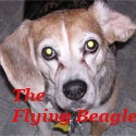 The Flying Beagle : Random Thoughts