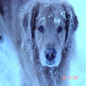 The Sumner Foundation : Raising Hemangiosarcoma Awareness