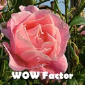 WOW Factor : 