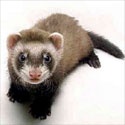 Exotics Pets : exotics pets, just for exotics lover