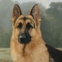 The Dog Blog : All About Dogs