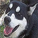 THE BIG DOG : 