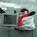 Traveling Penguin : The adventures of a small, plush bird.