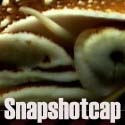 Snapshotcap : photography,link exchange,daily,football,