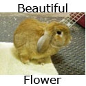 Beautiful Flower : Welcome to my world