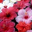 Crissy's Haven : Crissy's Haven