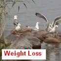 Weight Loss Web Directory : 