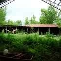 A Homesteading Neophyte : 
