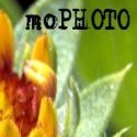 moPHOTO : a photoblog