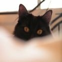 Grr, Midnight & Cocoa : 