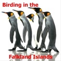 Birding in the Falkland Islands : Land of the Penguins