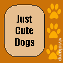 Just Cute Dogs : And all dogs are cute...