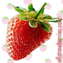 Strawberry Lover : strawberry, review products, recipes, tips and trick