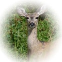 Dream Doe Philosophy : Discovering true purpose