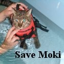 Save Moki : 