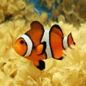 Look at my fish : aquarium hobbyist